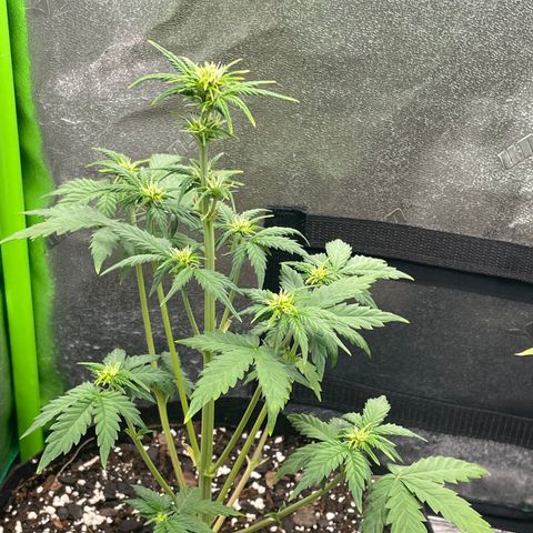Little Ike,Decklyn, Sherwood  growlog timeline photo