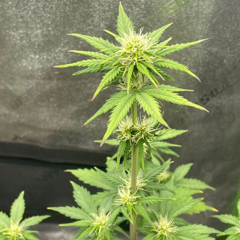 Little Ike,Decklyn, Sherwood  growlog timeline photo