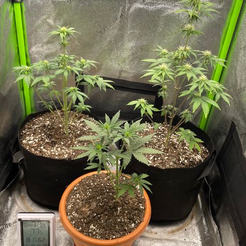 Little Ike,Decklyn, Sherwood  growlog timeline photo