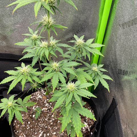 Little Ike,Decklyn, Sherwood  growlog timeline photo