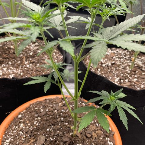Little Ike,Decklyn, Sherwood  growlog timeline photo