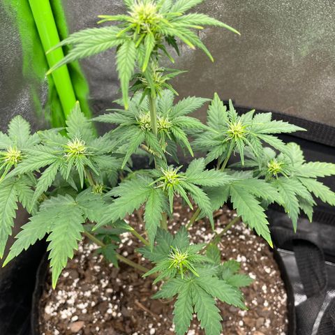 Little Ike,Decklyn, Sherwood  growlog timeline photo