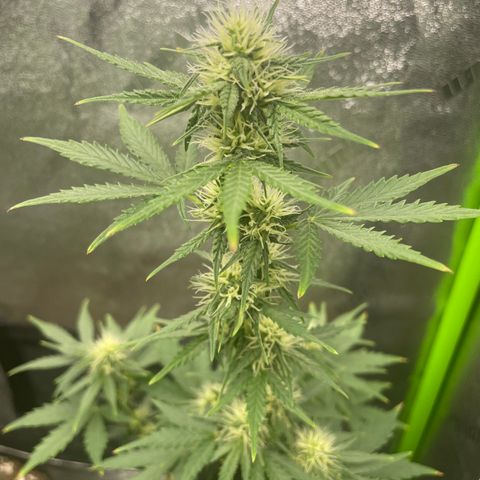 Little Ike,Decklyn, Sherwood  growlog timeline photo