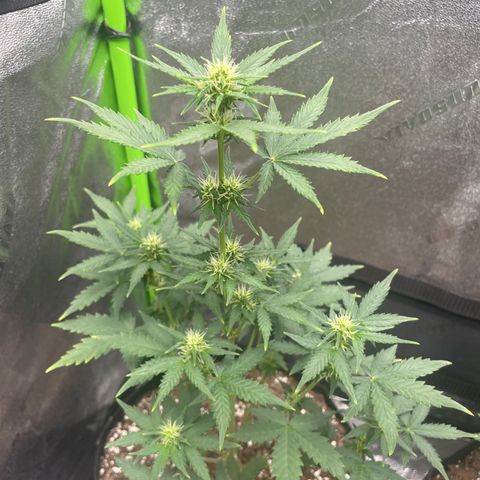 Little Ike,Decklyn, Sherwood  growlog timeline photo