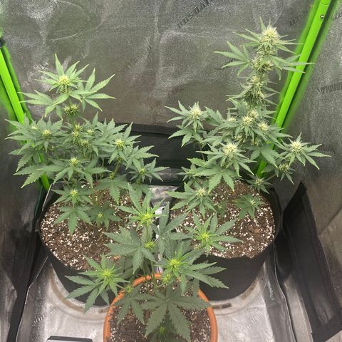 Little Ike,Decklyn, Sherwood  growlog timeline photo