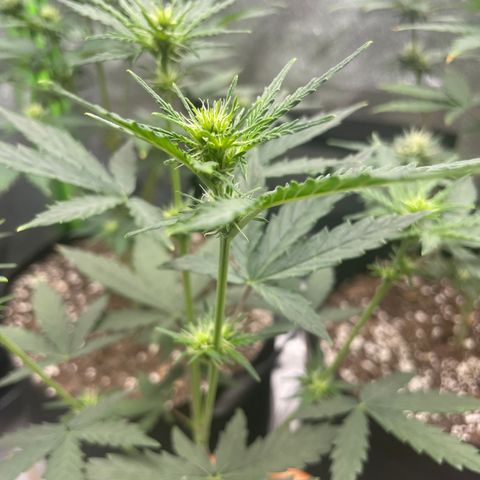 Little Ike,Decklyn, Sherwood  growlog timeline photo