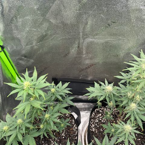 Little Ike,Decklyn, Sherwood  growlog timeline photo