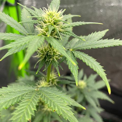 Little Ike,Decklyn, Sherwood  growlog timeline photo
