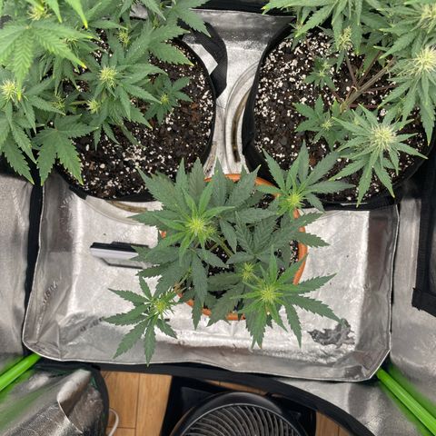Little Ike,Decklyn, Sherwood  growlog timeline photo