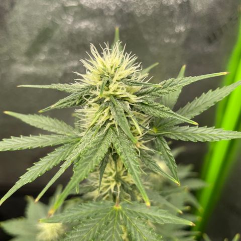 Little Ike,Decklyn, Sherwood  growlog timeline photo