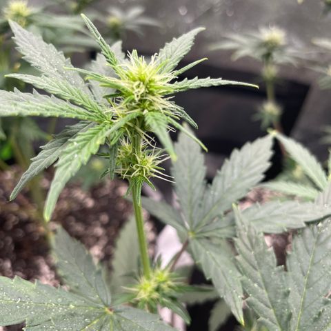 Little Ike,Decklyn, Sherwood  growlog timeline photo