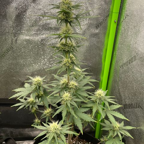 Little Ike,Decklyn, Sherwood  growlog timeline photo