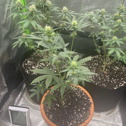 Little Ike,Decklyn, Sherwood  growlog timeline photo