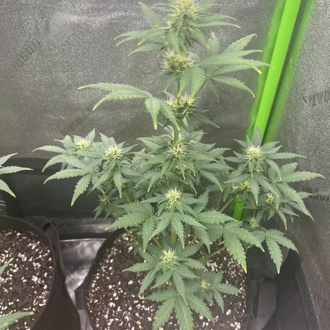 Little Ike,Decklyn, Sherwood  growlog timeline photo