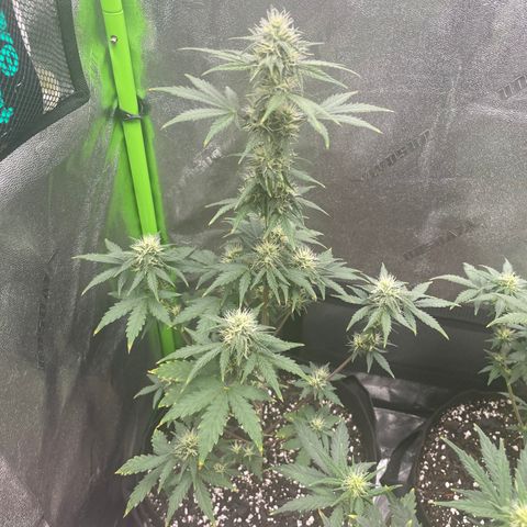Little Ike,Decklyn, Sherwood  growlog timeline photo