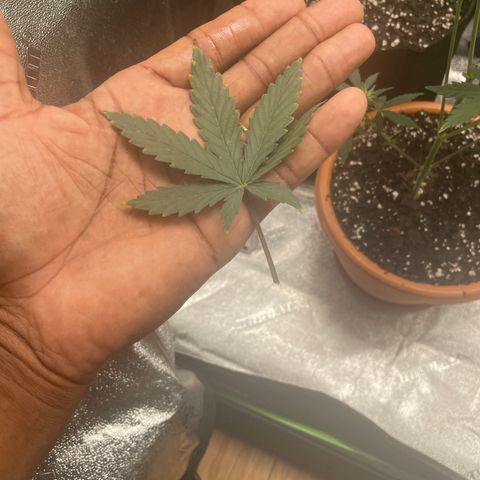 Little Ike,Decklyn, Sherwood  growlog timeline photo