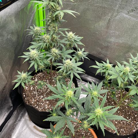 Little Ike,Decklyn, Sherwood  growlog timeline photo