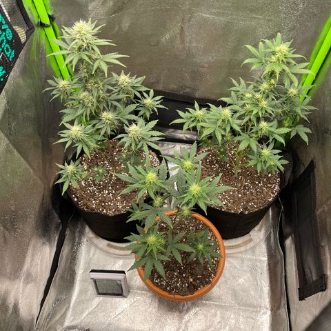 Little Ike,Decklyn, Sherwood  growlog timeline photo
