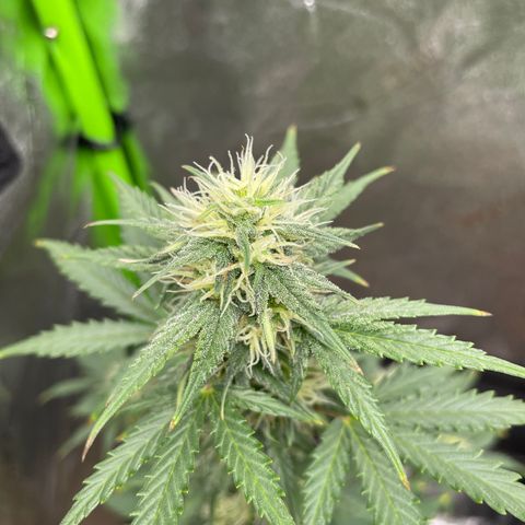 Little Ike,Decklyn, Sherwood  growlog timeline photo