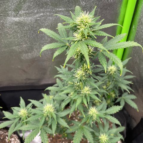 Little Ike,Decklyn, Sherwood  growlog timeline photo
