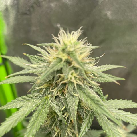 Little Ike,Decklyn, Sherwood  growlog timeline photo