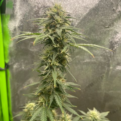 Little Ike,Decklyn, Sherwood  growlog timeline photo