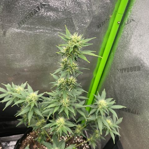 Little Ike,Decklyn, Sherwood  growlog timeline photo