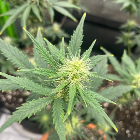 Little Ike,Decklyn, Sherwood  growlog timeline photo