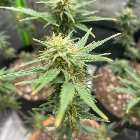 Little Ike,Decklyn, Sherwood  growlog timeline photo