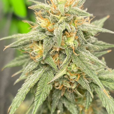 Little Ike,Decklyn, Sherwood  growlog timeline photo