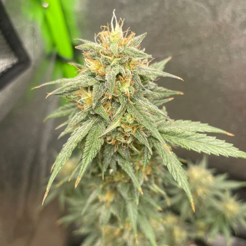 Little Ike,Decklyn, Sherwood  growlog timeline photo