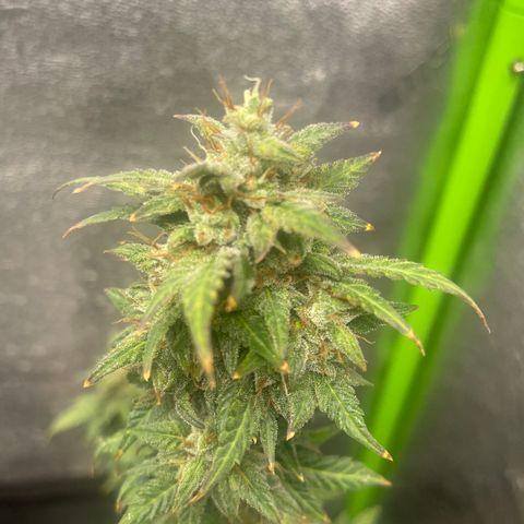 Little Ike,Decklyn, Sherwood  growlog timeline photo