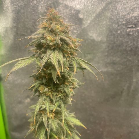 Little Ike,Decklyn, Sherwood  growlog timeline photo