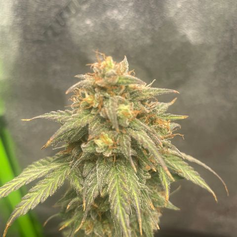 Little Ike,Decklyn, Sherwood  growlog timeline photo