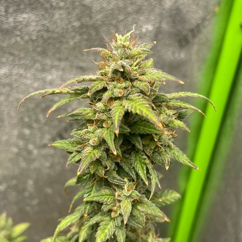 Little Ike,Decklyn, Sherwood  growlog timeline photo