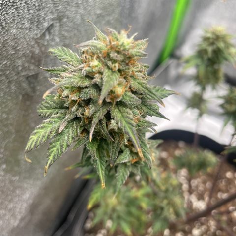 Little Ike,Decklyn, Sherwood  growlog timeline photo