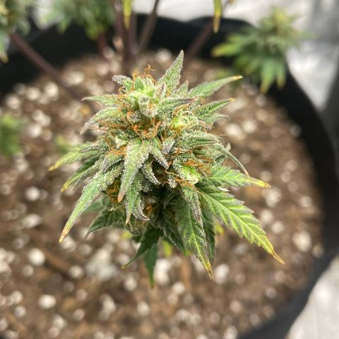 Little Ike,Decklyn, Sherwood  growlog timeline photo