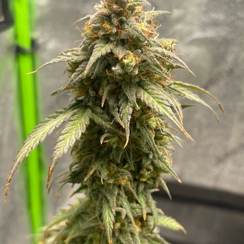 Little Ike,Decklyn, Sherwood  growlog timeline photo