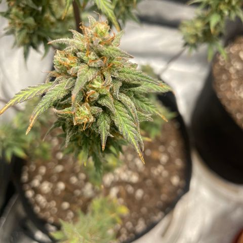 Little Ike,Decklyn, Sherwood  growlog timeline photo