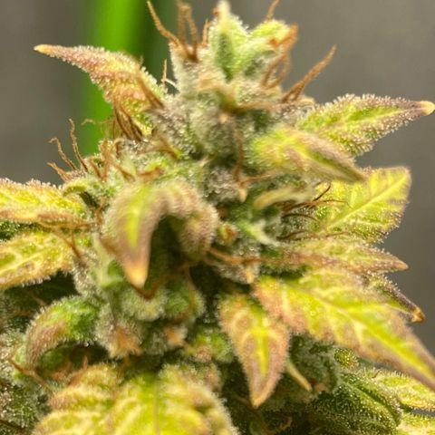 Little Ike,Decklyn, Sherwood  growlog timeline photo