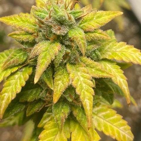 Little Ike,Decklyn, Sherwood  growlog timeline photo
