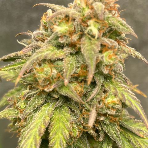 Little Ike,Decklyn, Sherwood  growlog timeline photo