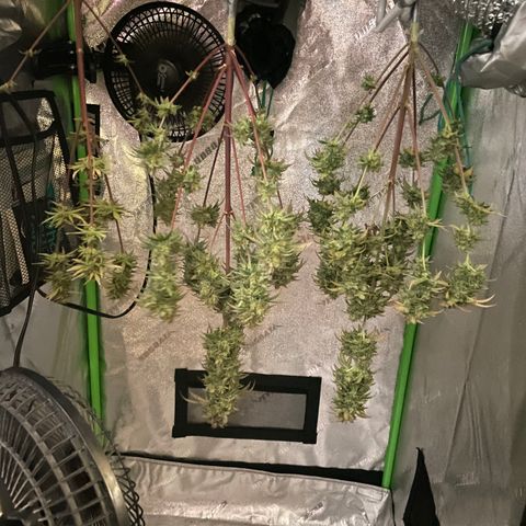 Little Ike,Decklyn, Sherwood  growlog timeline photo