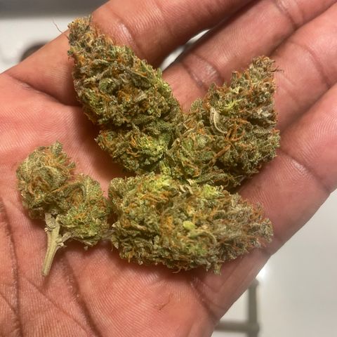 Little Ike,Decklyn, Sherwood  growlog photo: First week of curing 