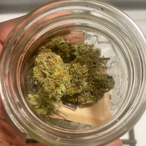 Little Ike,Decklyn, Sherwood  growlog photo: First week of curing 