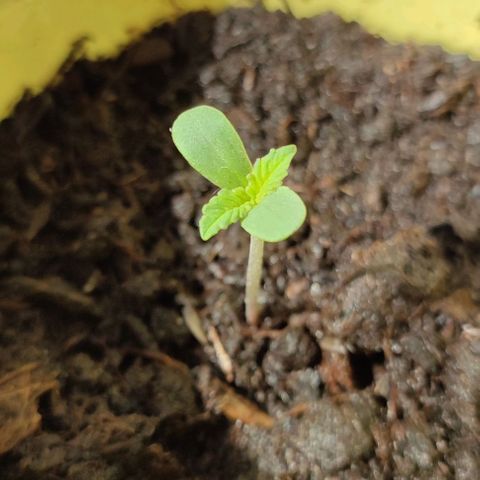 Jackie1  growlog timeline photo