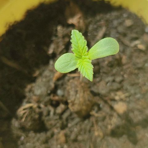 Jackie1  growlog timeline photo