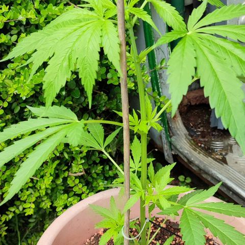 Biggi  growlog photo: 44 cm Größe 
42 cm Größe