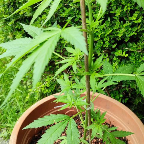 Biggi  growlog photo: 44 cm Größe 
42 cm Größe