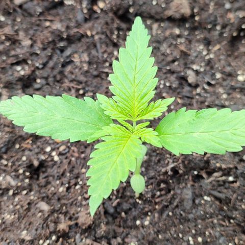 Jackie1  growlog timeline photo
